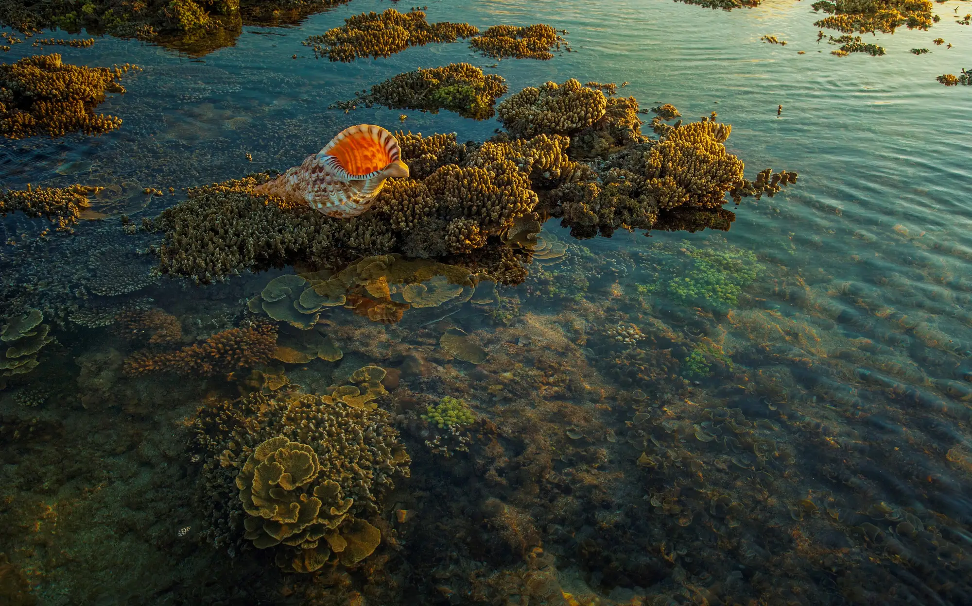 A reef flat at low water, coral heads and algae showing through clear shallow water in low evening light